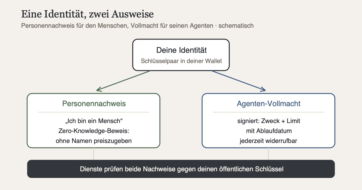 Schaubild: In der Mitte eine Person mit Identitäts-Wallet. Nach links geht der Personennachweis (ich bin ein Mensch, per Zero-Knowledge-Beweis, ohne Namen preiszugeben), nach rechts die signierte Vollmacht an den KI-Agenten (Zweck, Limit, Ablaufdatum, jederzeit widerrufbar). Unten prüfen Dienste beide Nachweise